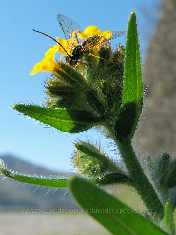 wasp on fiddleneck (Banchus sp., Amsinckia menziesii) [Cherry Orchard Trailhead, Lyle, Klickitat County, Washington]