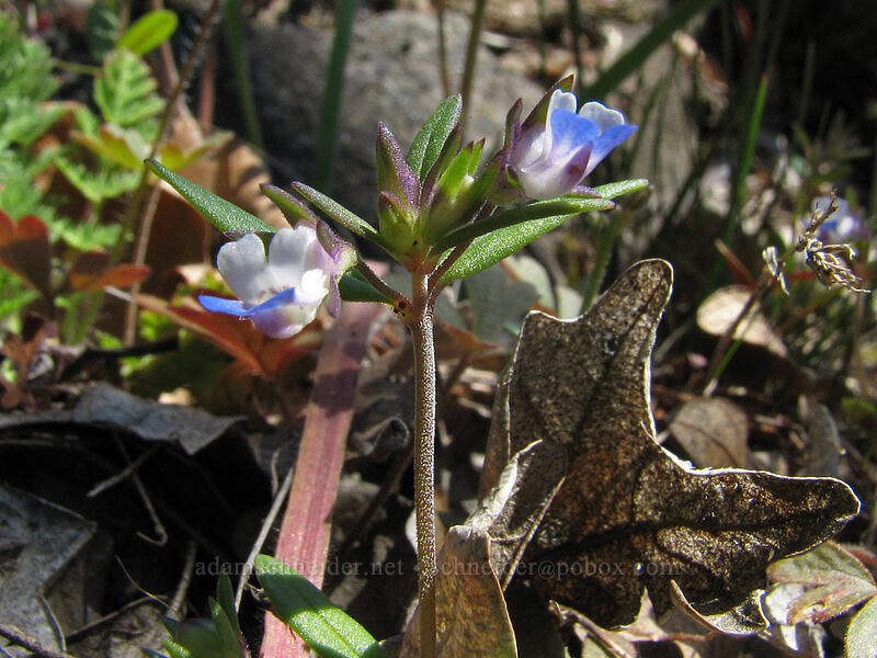 small-flowered blue-eyed Mary (Collinsia parviflora) [Cherry Orchard Trail, Lyle, Klickitat County, Washington]