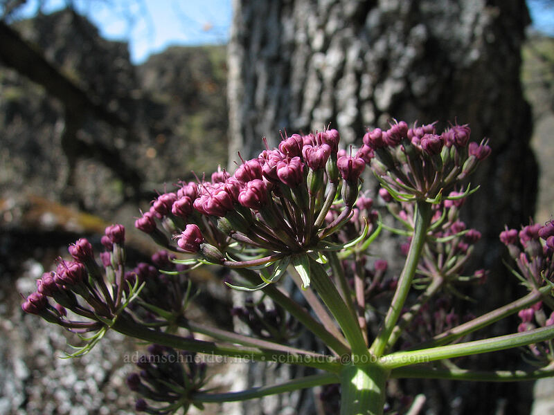 Columbia desert parsley (Lomatium columbianum) [Cherry Orchard Trail, Lyle, Klickitat County, Washington]