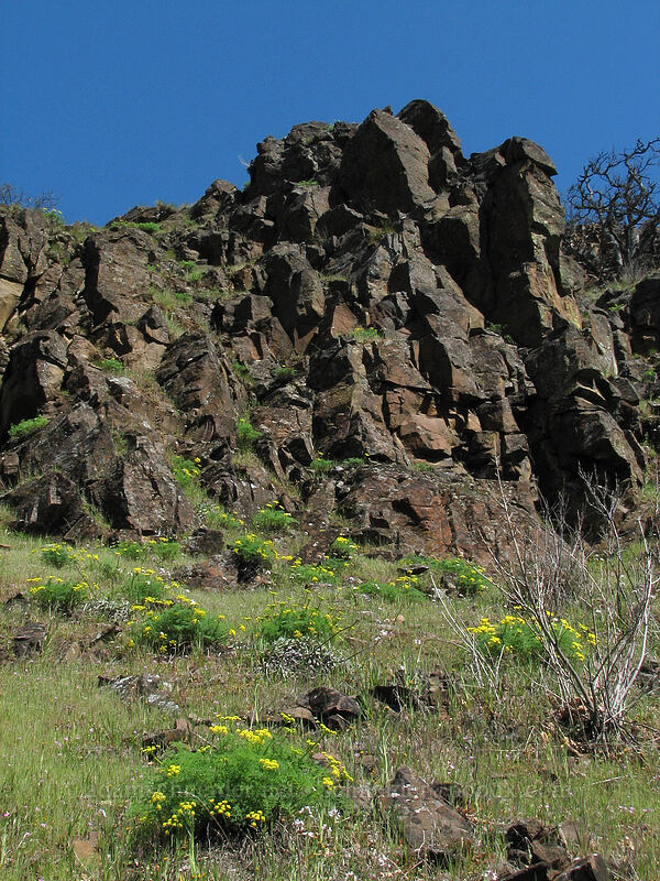 basalt crags & desert parsley (Lomatium sp.) [Cherry Orchard Trail, Lyle, Klickitat County, Washington]