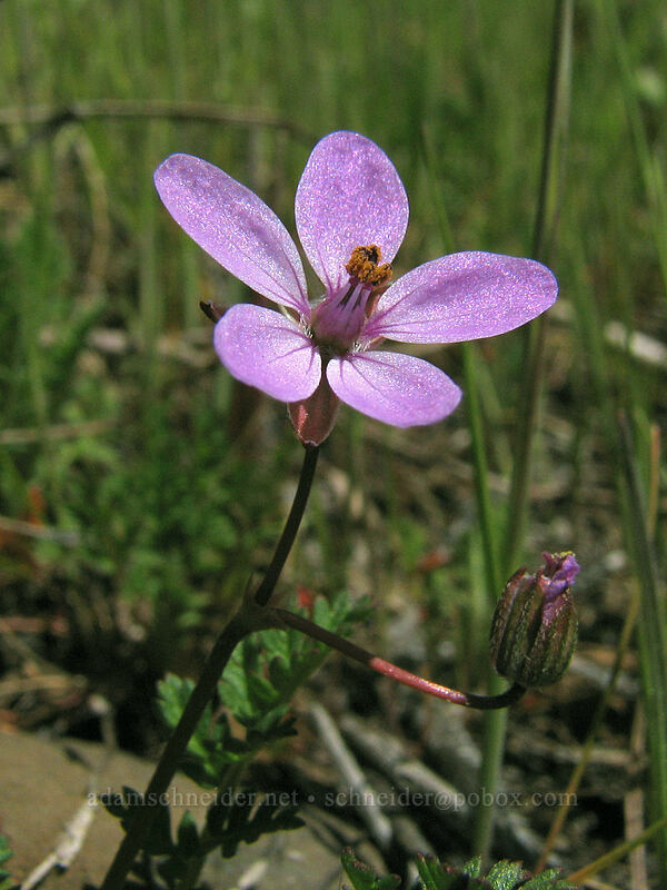 filaree (Erodium cicutarium) [Cherry Orchard Trail, Lyle, Klickitat County, Washington]