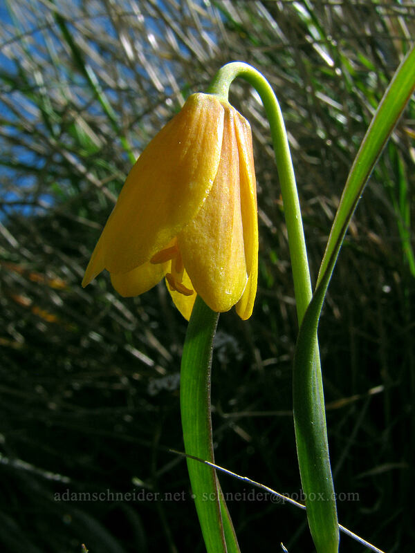 yellow bells (Fritillaria pudica) [Cherry Orchard Trail, Lyle, Klickitat County, Washington]