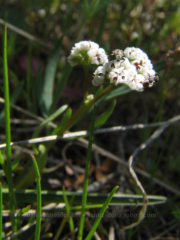 salt-and-pepper desert parsley (Lomatium sp.) [Cherry Orchard Trail, Lyle, Klickitat County, Washington]