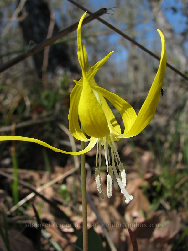 glacier lily (Erythronium grandiflorum) [Cherry Orchard Trail, Lyle, Klickitat County, Washington]