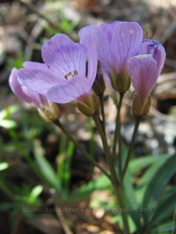 oaks toothwort (Cardamine nuttallii) [Cherry Orchard Trail, Lyle, Klickitat County, Washington]