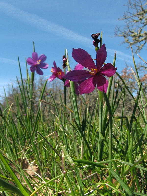 grass widows (Olsynium douglasii) [Cherry Orchard Trail, Lyle, Klickitat County, Washington]