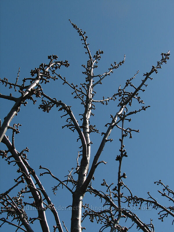 cherry buds (Prunus sp.) [Lyle Cherry Orchard, Lyle, Klickitat County, Washington]