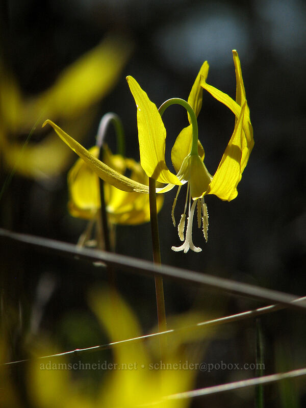 glacier lilies (Erythronium grandiflorum) [Cherry Orchard Trail, Lyle, Klickitat County, Washington]