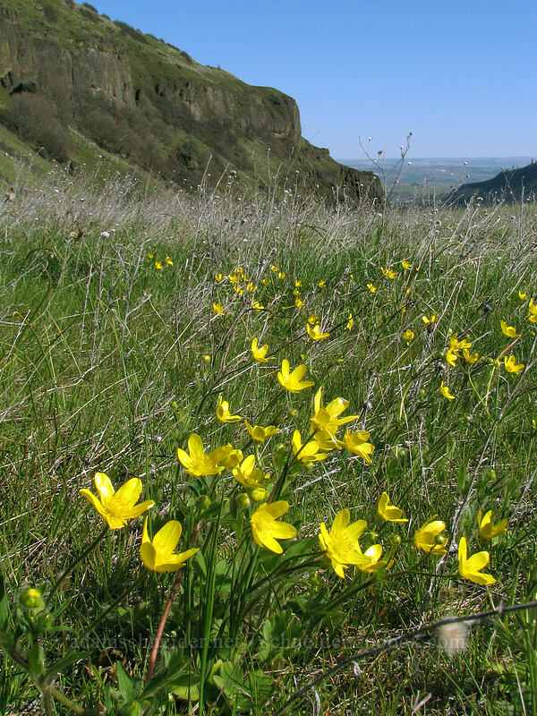 western buttercups (Ranunculus occidentalis) [Cherry Orchard Trail, Lyle, Klickitat County, Washington]