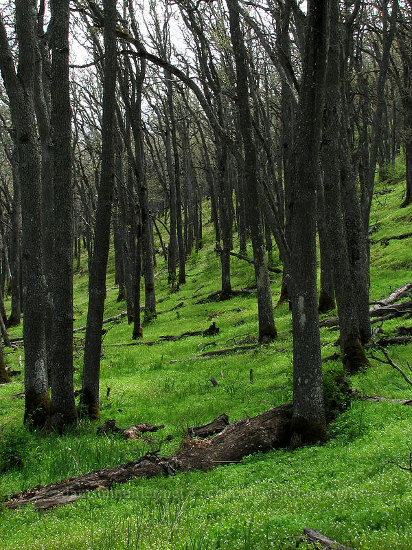 oak trees [Oak Spring, Columbia Hills, Klickitat County, Washington]