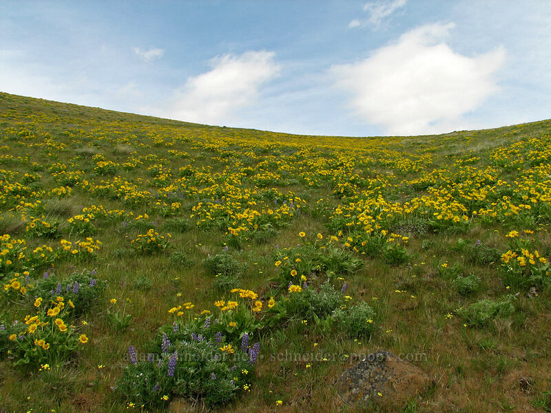 balsamroot & lupines (Balsamorhiza sp., Lupinus sp.) [Columbia Hills Natural Area Preserve, Klickitat County, Washington]