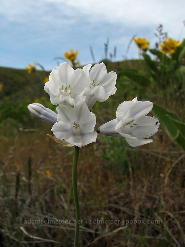 bi-colored cluster lily (Triteleia grandiflora var. howellii (Brodiaea bicolor)) [Columbia Hills Natural Area Preserve, Klickitat County, Washington]
