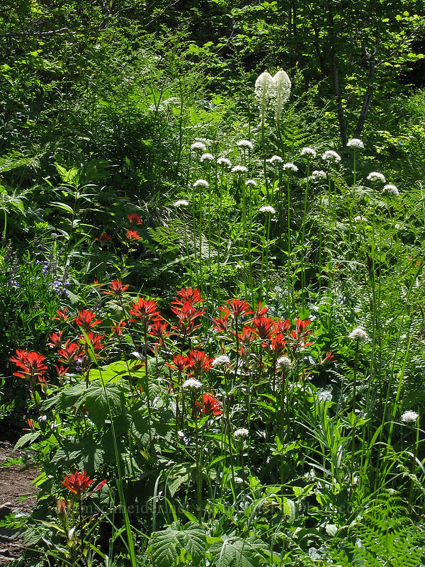 wildflowers (Castilleja miniata, Xerophyllum tenax, Valeriana sitchensis) [Silver Star Mountain trail, Gifford Pinchot Nat'l Forest, Skamania County, Washington]