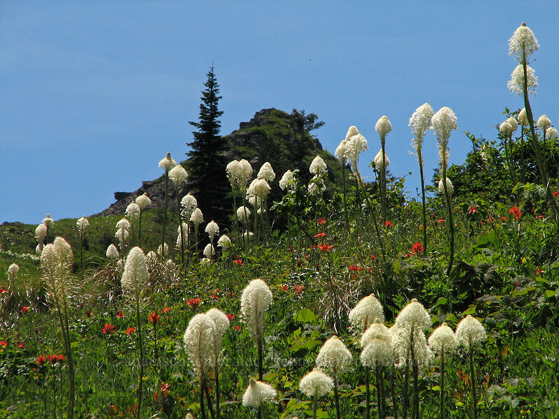 beargrass & paintbrush (Xerophyllum tenax, Castilleja miniata) [Ed's Trail, Silver Star Mountain, Gifford Pinchot Nat'l Forest, Skamania County, Washington]