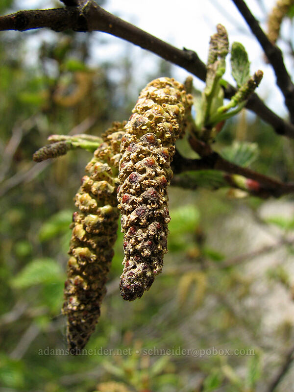 male alder flowers (Alnus sp.) [Silver Star Mountain trail, Gifford Pinchot Nat'l Forest, Skamania County, Washington]
