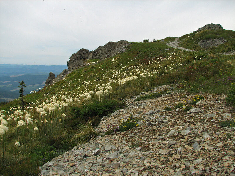 beargrass at the summit (Xerophyllum tenax) [Silver Star Mountain summit, Gifford Pinchot Nat'l Forest, Skamania County, Washington]
