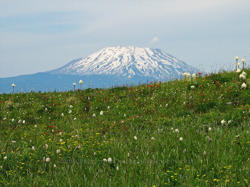 Mt. St. Helens & wildflowers [Silver Star Mountain trail, Gifford Pinchot Nat'l Forest, Skamania County, Washington]