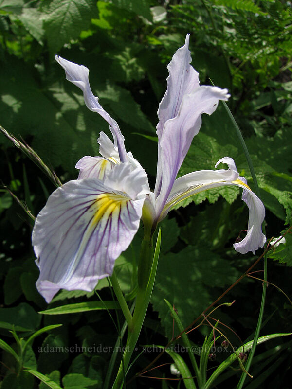 Oregon iris (Iris tenax) [Silver Star Mountain trail, Gifford Pinchot Nat'l Forest, Skamania County, Washington]