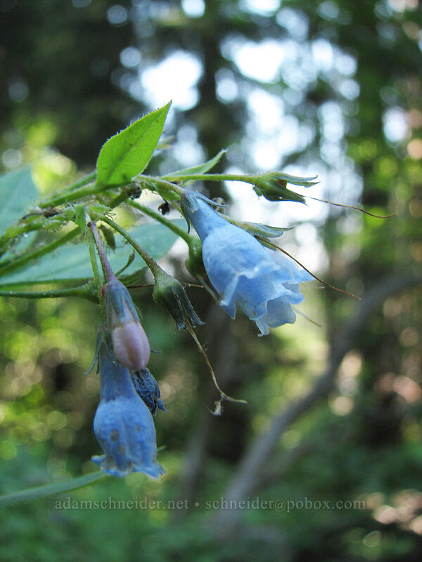 bluebells (Mertensia sp.) [Elk Meadows Trail, Mt. Hood Wilderness, Hood River County, Oregon]