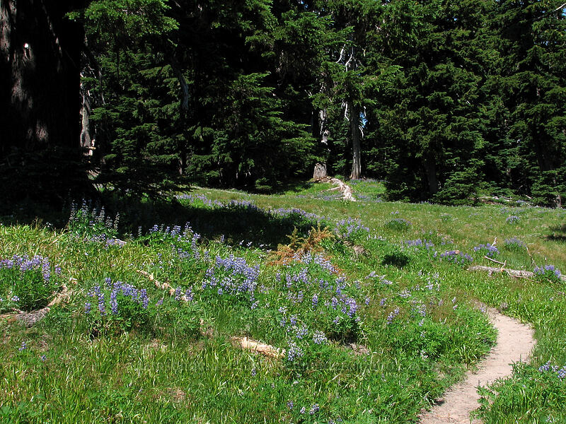 lupine-filled meadow (Lupinus latifolius) [Timberline Trail, Mt. Hood Wilderness, Hood River County, Oregon]