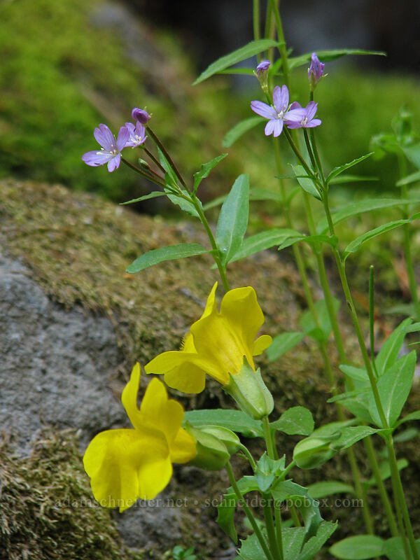 willow-herb & monkeyflower (Epilobium sp., Erythranthe sp. (Mimulus sp.)) [Timberline Trail, Mt. Hood Wilderness, Hood River County, Oregon]
