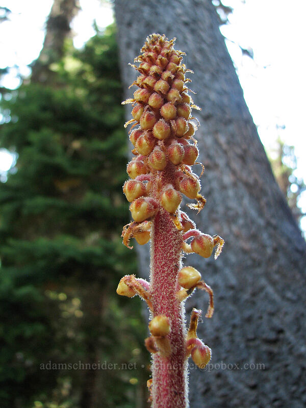 pinedrops (Pterospora andromedea) [Newton Creek Trail, Mt. Hood Wilderness, Hood River County, Oregon]