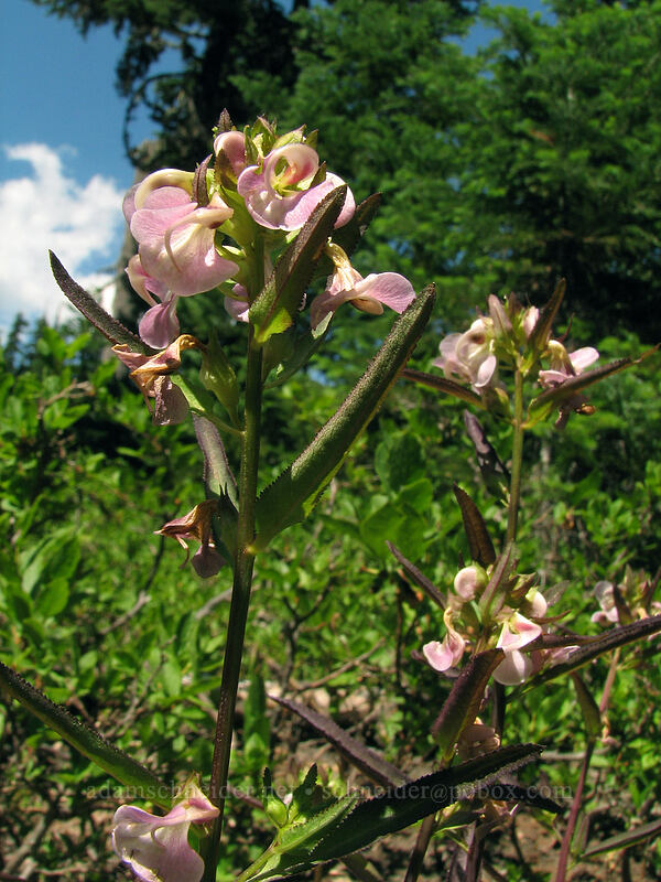 sickle-top lousewort (Pedicularis racemosa) [Newton Creek Trail, Mt. Hood Wilderness, Hood River County, Oregon]