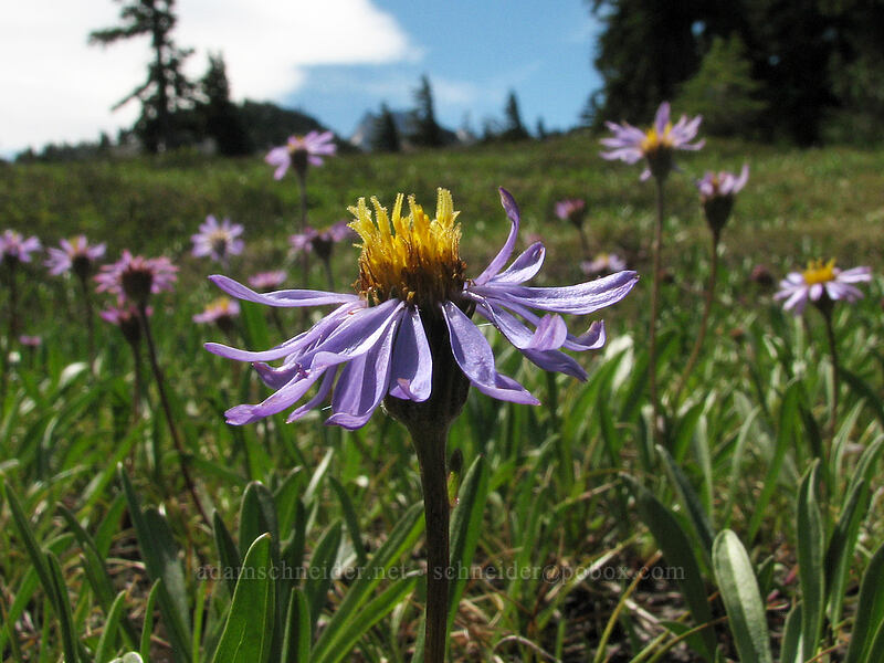 alpine asters (Oreostemma alpigenum var. alpigenum (Aster alpigenus)) [Pacific Crest Trail, Mt. Jefferson Wilderness, Marion County, Oregon]
