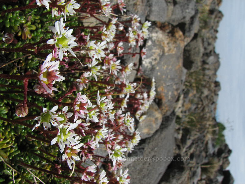 Tolmie's saxifrage (Micranthes tolmiei (Saxifraga tolmiei)) [Pacific Crest Trail, Mt. Jefferson Wilderness, Jefferson County, Oregon]