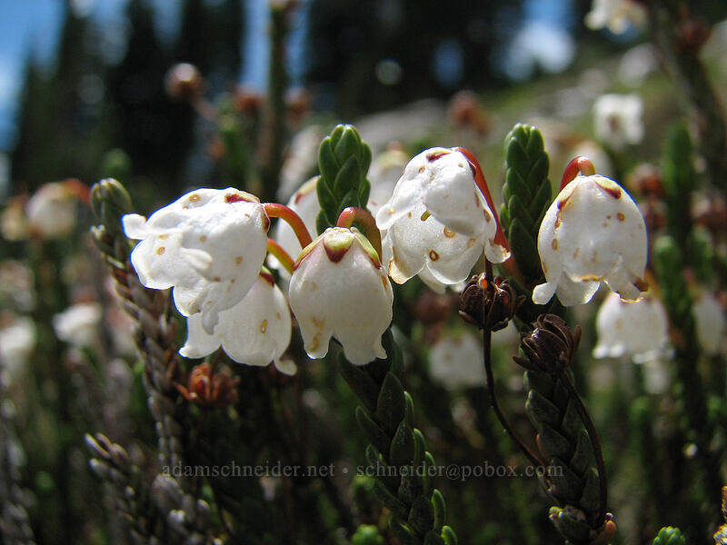 white mountain heather (Cassiope mertensiana) [below Park Butte, Mt. Jefferson Wilderness, Marion County, Oregon]