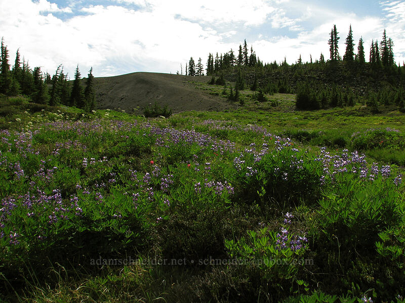 wildflowers (Lupinus latifolius, Ligusticum grayi) [Jefferson Park, Mt. Jefferson Wilderness, Marion County, Oregon]