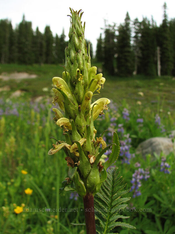 bracted lousewort (Pedicularis bracteosa) [South Breitenbush River, Jefferson Park, Mt. Jefferson Wilderness, Marion County, Oregon]