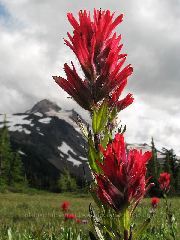 magenta paintbrush (Castilleja parviflora var. oreopola) [PCT, Jefferson Park, Mt. Jefferson Wilderness, Marion County, Oregon]