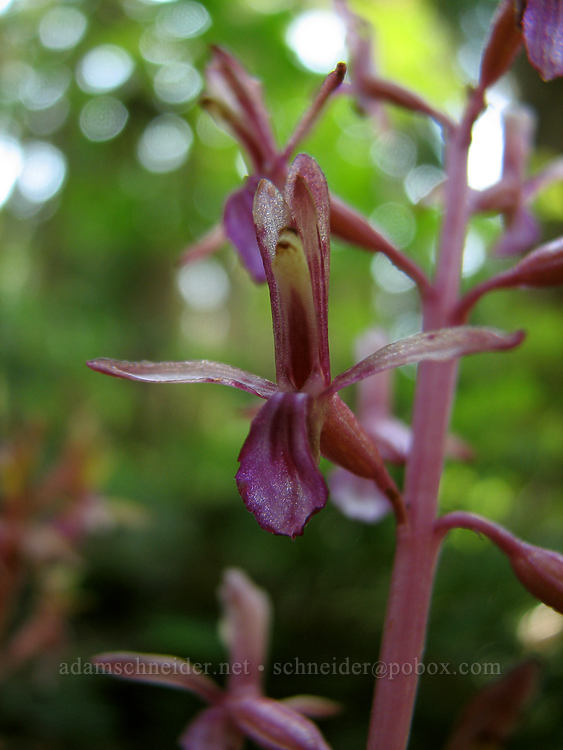 western coral-root orchid (Corallorhiza mertensiana) [Bald Mountain Ridge, Mt. Hood Wilderness, Hood River County, Oregon]