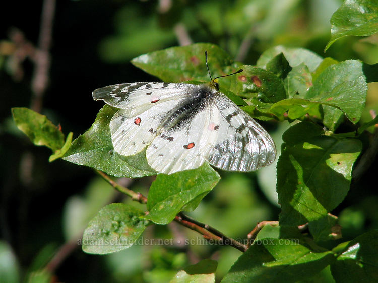 Clodius Parnassian butterfly (Parnassius clodius) [Bald Mountain Ridge, Mt. Hood Wilderness, Clackamas County, Oregon]