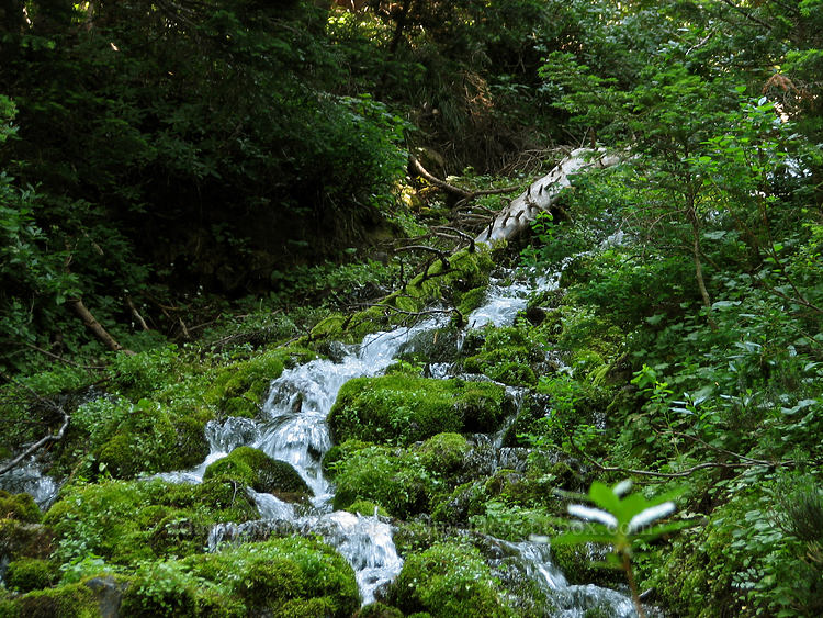 trailside stream [Timberline Trail, Mt. Hood Wilderness, Hood River County, Oregon]