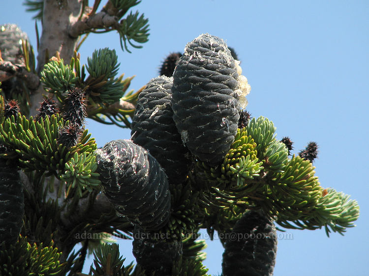 fir cones (Abies sp.) [McNeil Point Trail, Mt. Hood Wilderness, Hood River County, Oregon]