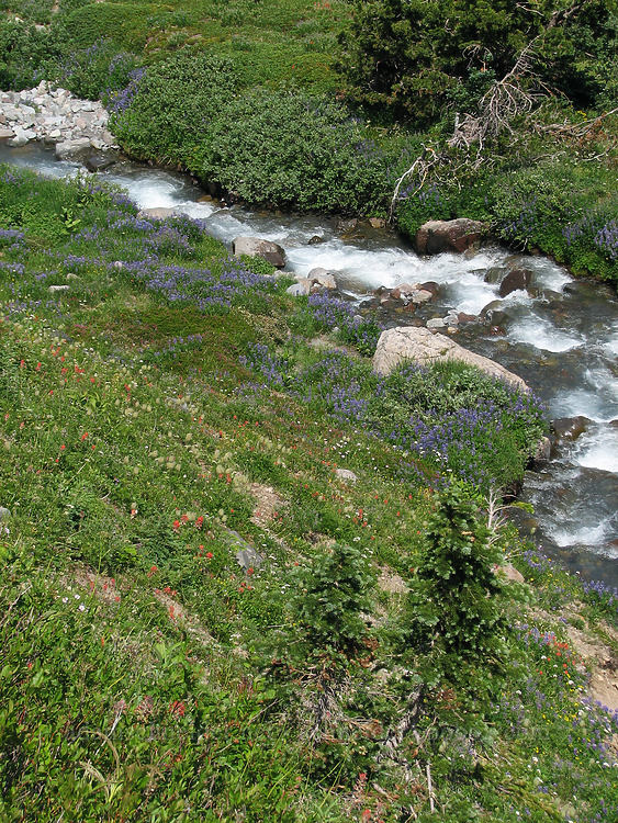 Glisan Creek & wildflowers [McNeil Point Trail, Mt. Hood Wilderness, Hood River County, Oregon]