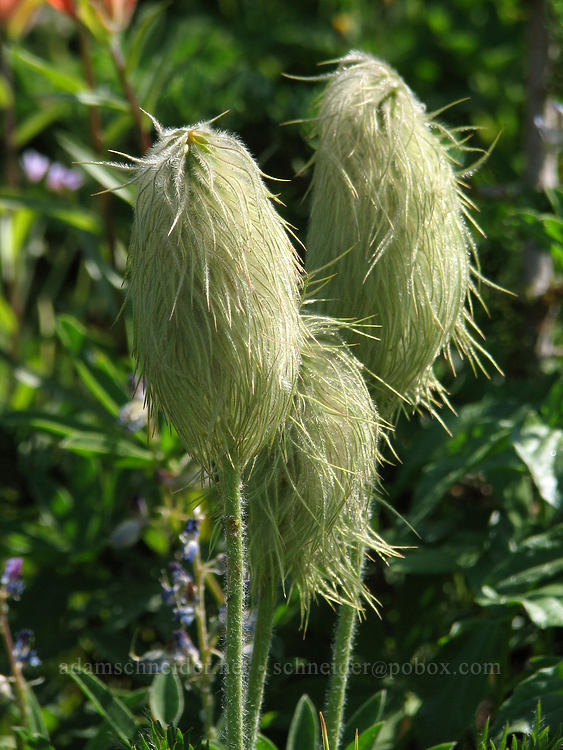 western pasqueflower seedheads (Anemone occidentalis) [McNeil Point Trail, Mt. Hood Wilderness, Hood River County, Oregon]