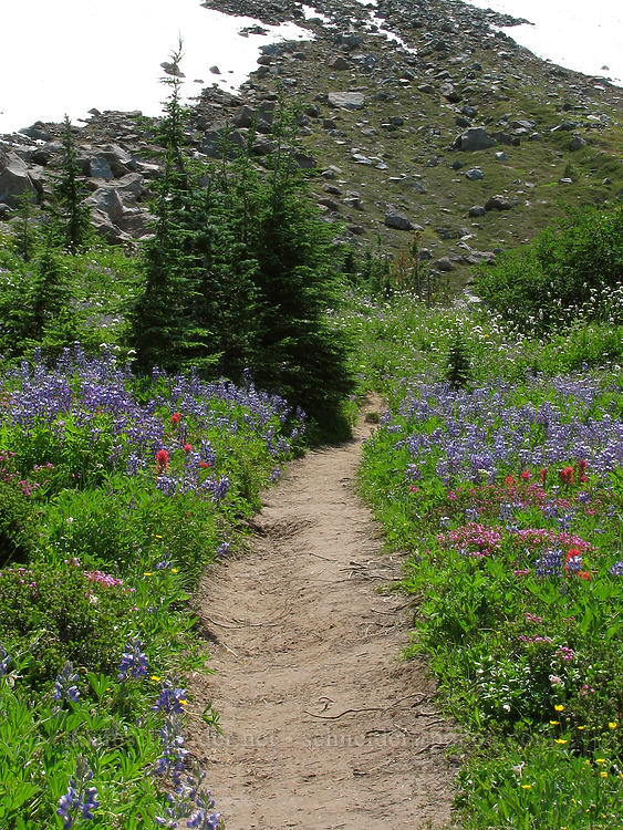 trail through wildflowers [McNeil Point Trail, Mt. Hood Wilderness, Hood River County, Oregon]