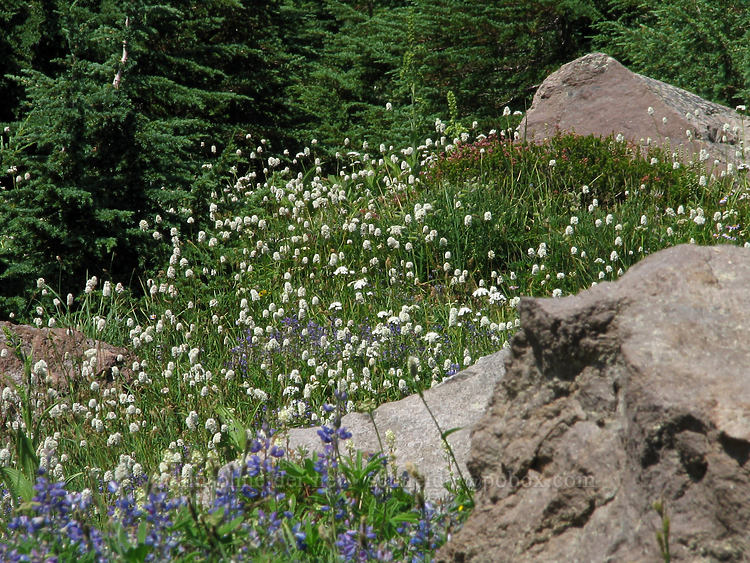rocks & western bistort (Bistorta bistortoides (Polygonum bistortoides)) [McNeil Point Trail, Mt. Hood Wilderness, Hood River County, Oregon]