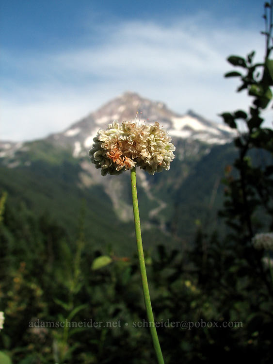 buckwheat & Mount Hood (Eriogonum sp.) [Bald Mountain, Mt. Hood Wilderness, Clackamas County, Oregon]