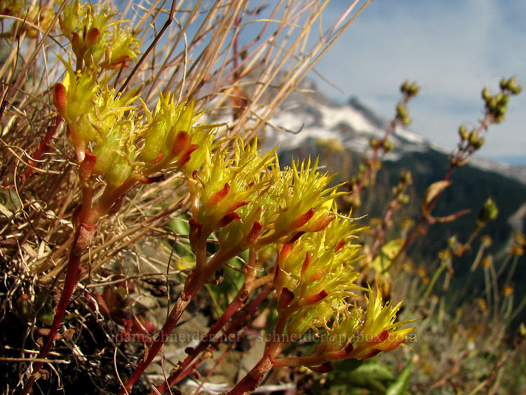 stonecrop (Sedum sp.) [Bald Mountain, Mt. Hood Wilderness, Clackamas County, Oregon]