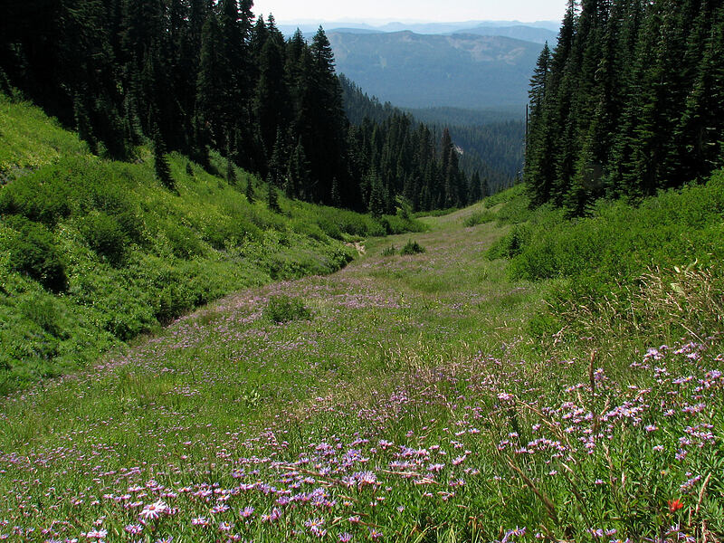 Cascade asters (Eucephalus ledophyllus (Aster ledophyllus)) [Paradise Park, Mt. Hood Wilderness, Clackamas County, Oregon]