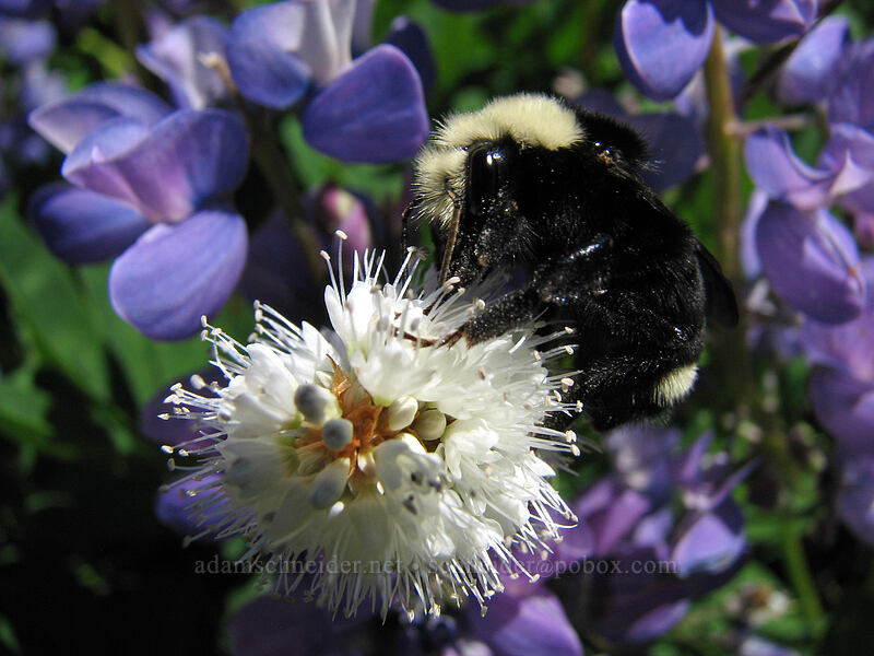 bumblebee on western bistort (Bombus sp., Bistorta bistortoides (Polygonum bistortoides)) [Paradise Park, Mt. Hood Wilderness, Clackamas County, Oregon]