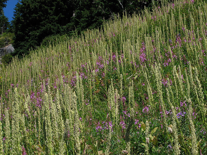 fireweed & spent beargrass (Chamerion angustifolium (Chamaenerion angustifolium) (Epilobium angustifolium), Xerophyllum tenax) [Paradise Park, Mt. Hood Wilderness, Clackamas County, Oregon]