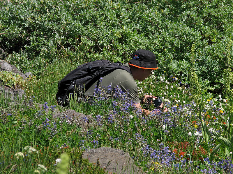 Arne in the wildflowers [Paradise Park, Mt. Hood Wilderness, Clackamas County, Oregon]