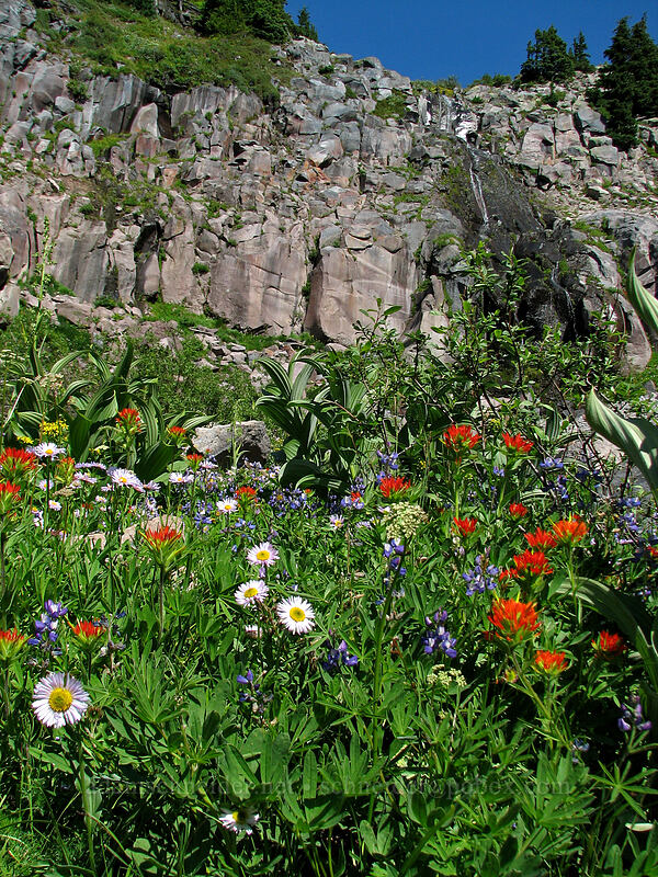 wildflowers (Erigeron glacialis var. glacialis, Castilleja suksdorfii, Veratrum viride, Lupinus latifolius) [Pacific Crest Trail, Mt. Hood Wilderness, Oregon]