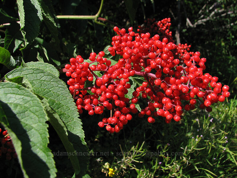 red elderberries (Sambucus racemosa) [Zigzag Canyon, Mt. Hood Wilderness, Clackamas County, Oregon]