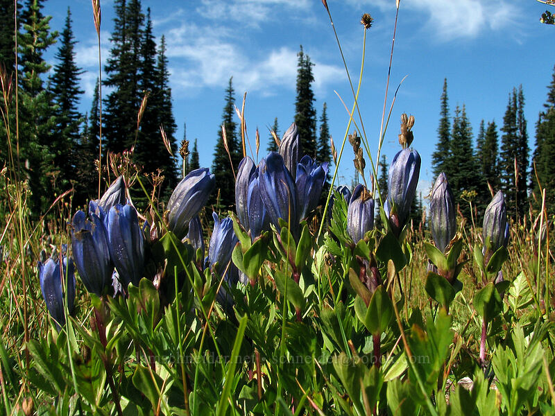 explorer's gentian (Gentiana calycosa) [Killen Creek Trail, Mt. Adams Wilderness, Skamania County, Washington]